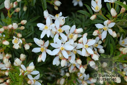 CHOISYA x dewitteana 'White Dazzler' 