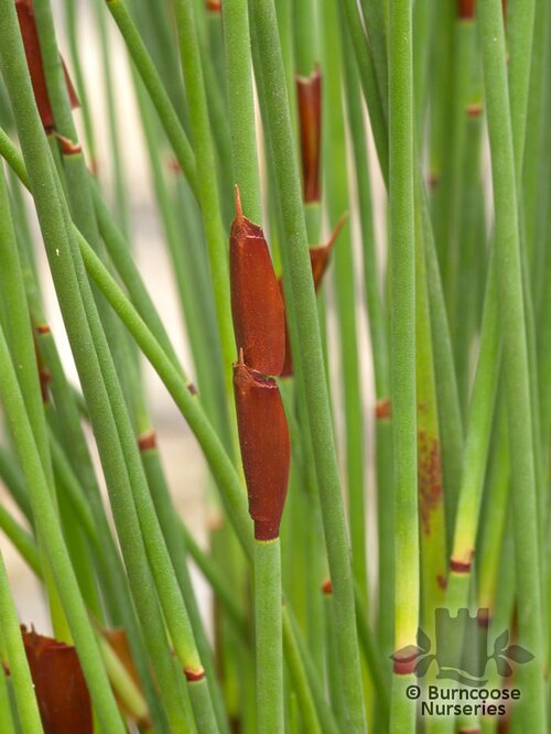 RESTIO Chondropetalum tectorum 