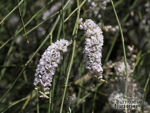 CHORDOSPARTIUM stevensonii  