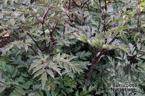 ACTAEA   