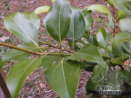 CINNAMOMUM japonicum  
