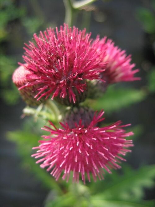 CIRSIUM rivulare 'Atropurpureum' 