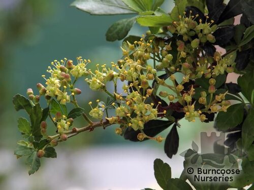 CISSUS   