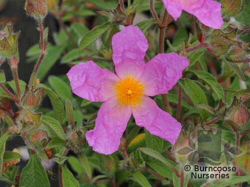 CISTUS creticus  