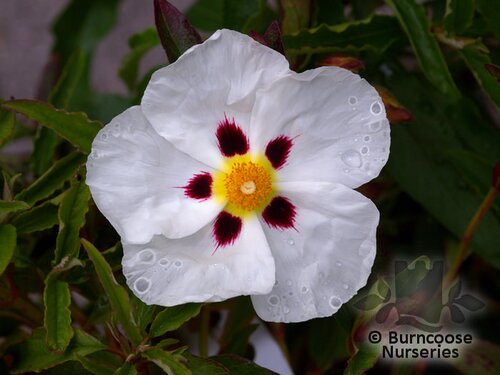 CISTUS x aguilarii 'Maculatus' 