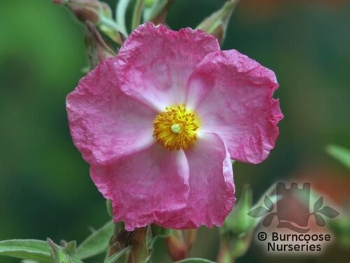 CISTUS x argenteus 'Silver Pink 