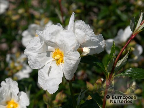 CISTUS x corbariensis  