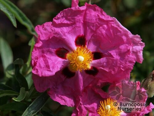 CISTUS x purpureus  