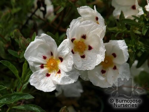 CISTUS x purpureus 'Alan Fradd' 