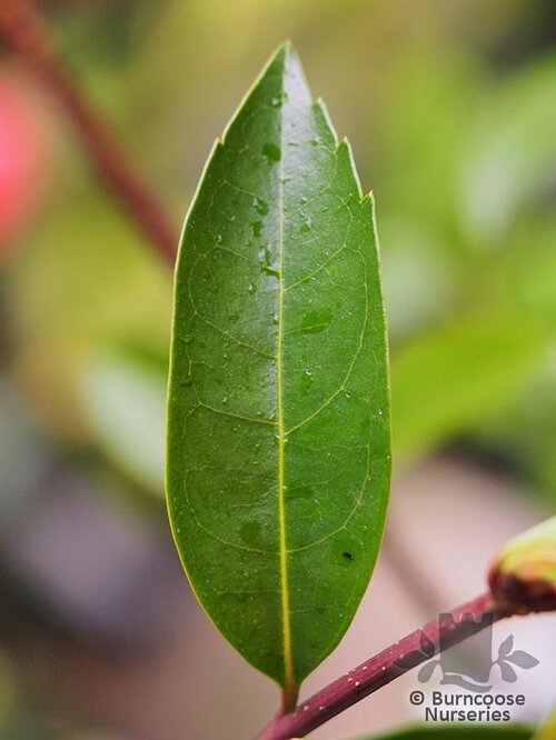 CITHAREXYLUM   