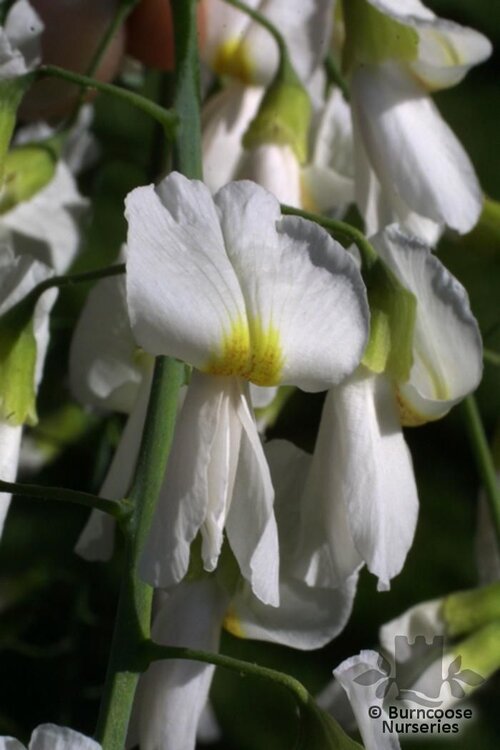 CLADRASTIS kentukea  