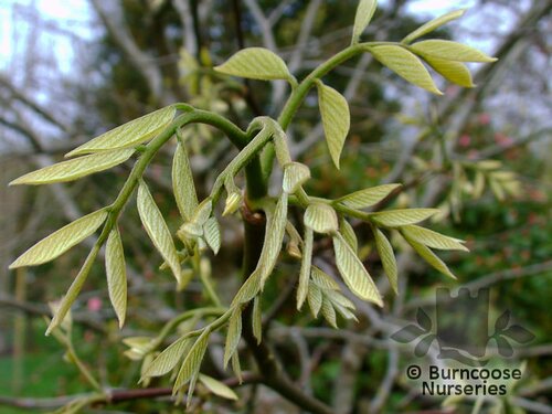 CLADRASTIS   