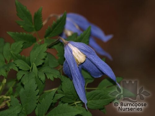 CLEMATIS alpina 'Blue Dancer' 