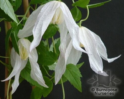 CLEMATIS alpina 'Broughton Bride' 