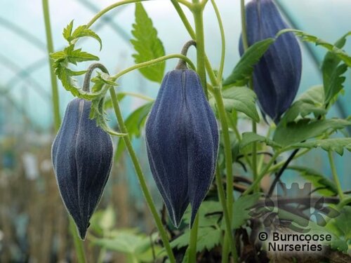 CLEMATIS alpina 'Frances Rivis' 