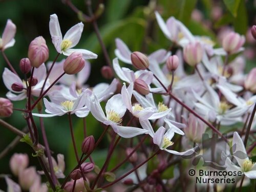 CLEMATIS armandii 'Apple Blossom' 