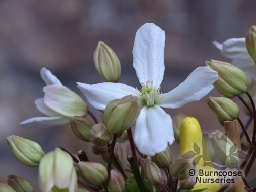 CLEMATIS armandii 'Snowdrift' 