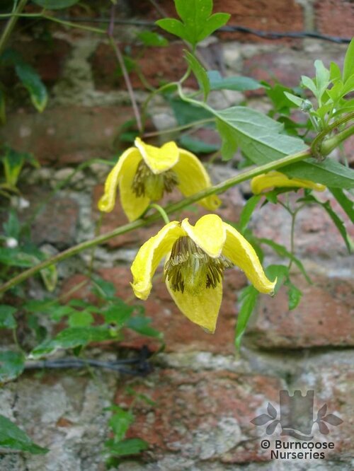 CLEMATIS orientalis 'Bill Mackenzie' 
