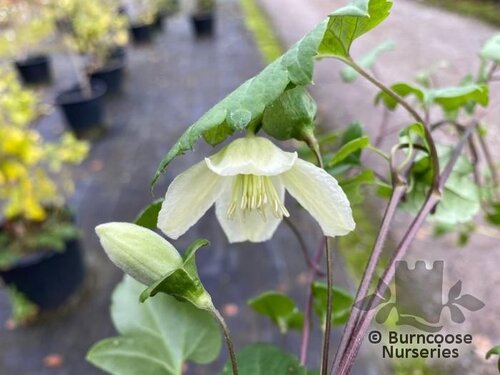 CLEMATIS cirrhosa 'Jingle Bells' 