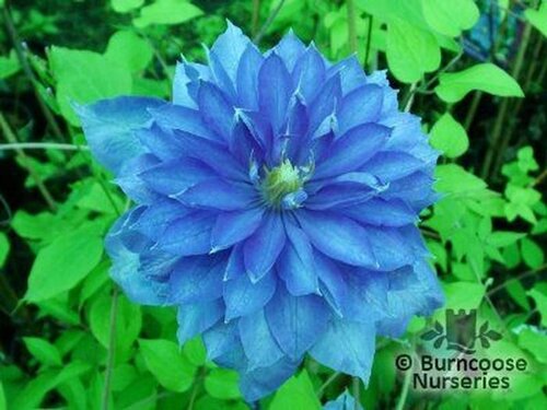 CLEMATIS 'Countess of Lovelace'  