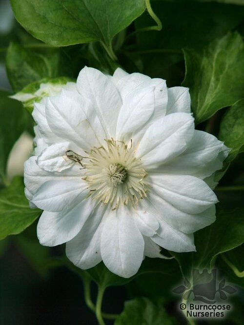 CLEMATIS 'Duchess of Edinburgh'  