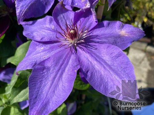 CLEMATIS 'Elsa Späth'  