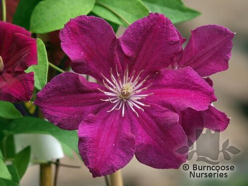 CLEMATIS 'Ernest Markham'  