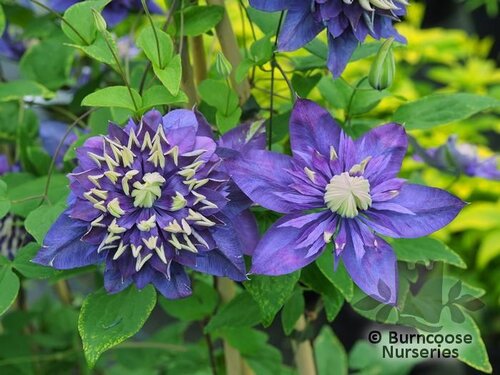 CLEMATIS florida 'Taiga' 