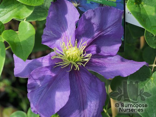 CLEMATIS 'General Sikorski'  