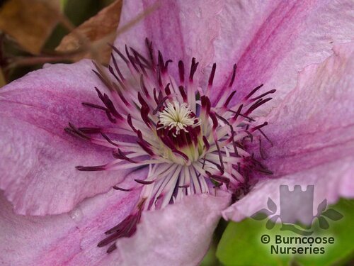 CLEMATIS 'Hagley Hybrid'  