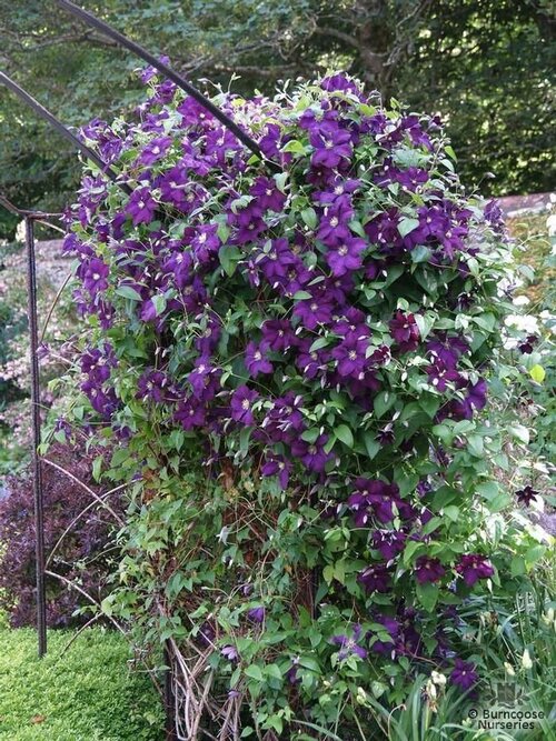 CLEMATIS 'Jackmanii Superba'  