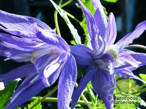 CLEMATIS macropetala 'Maidwell Hall' 