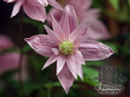 CLEMATIS macropetala 'Markham's Pink' 