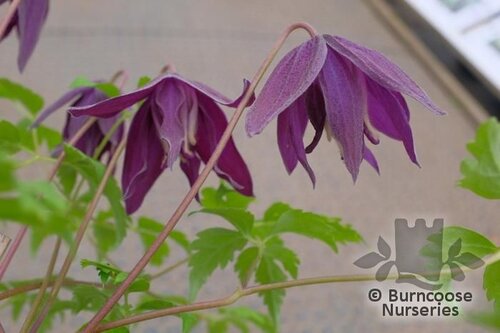 Clematis Macropetala 'Purple Spider' from Burncoose Nurseries