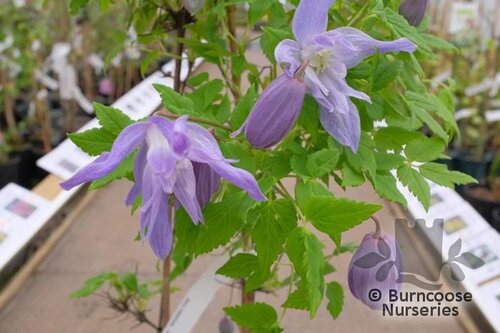 CLEMATIS macropetala 'Wesselton' 