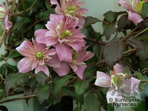 CLEMATIS   