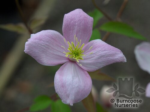 CLEMATIS montana 'Elizabeth' 