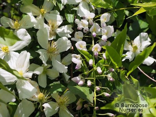CLEMATIS montana 'Grandiflora' 