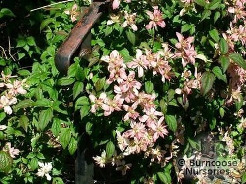 CLEMATIS montana 'Marjorie' 