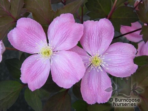 CLEMATIS montana 'Tetrarose' 