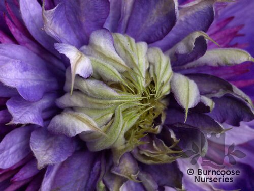 CLEMATIS 'Multi Blue'  