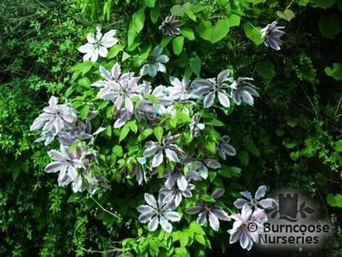 CLEMATIS 'Nelly Moser'  