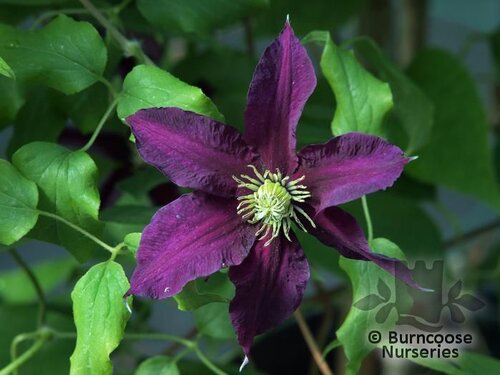 CLEMATIS 'Niobe'  