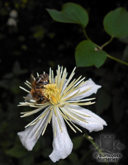 CLEMATIS 'Paul Farges'  