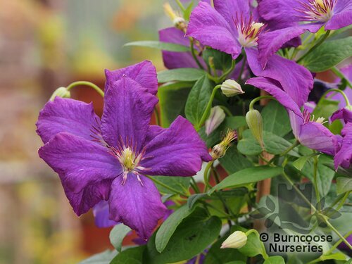 CLEMATIS viticella 'Polish Spirit' 