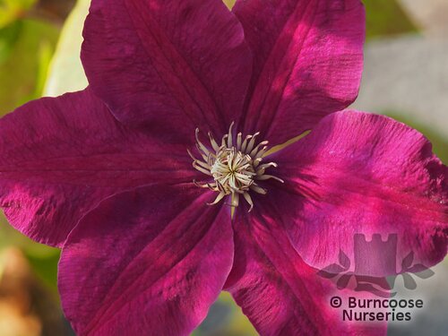 CLEMATIS 'Rouge Cardinal'  
