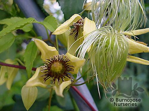 CLEMATIS serratifolia  