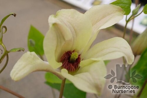 CLEMATIS texensis 'Princess Kate' 
