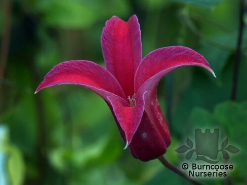 CLEMATIS texensis 'Princess Diana' 