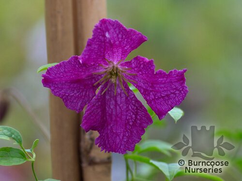 CLEMATIS viticella 'Abundance' 